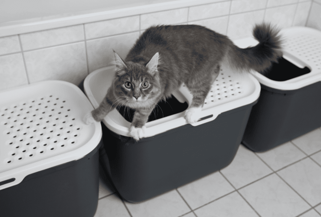 cats and litter trays 