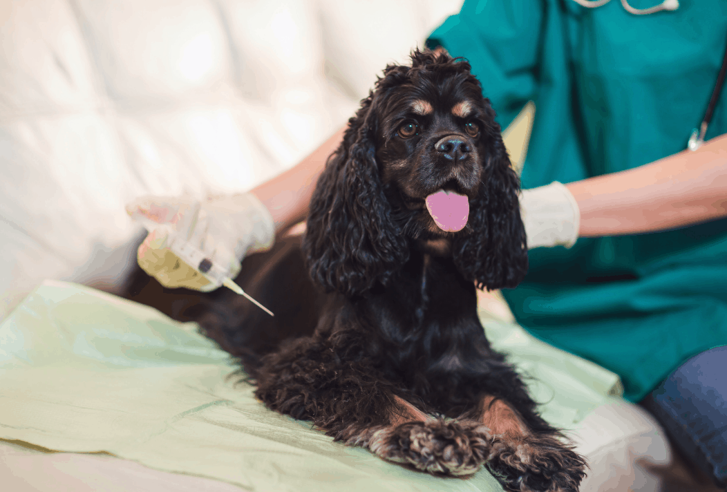 Leptospirosis in Dogs