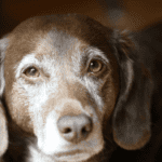 arthritis or dysplasia in older dogs