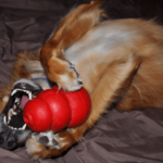 kong toy for anxious dogs