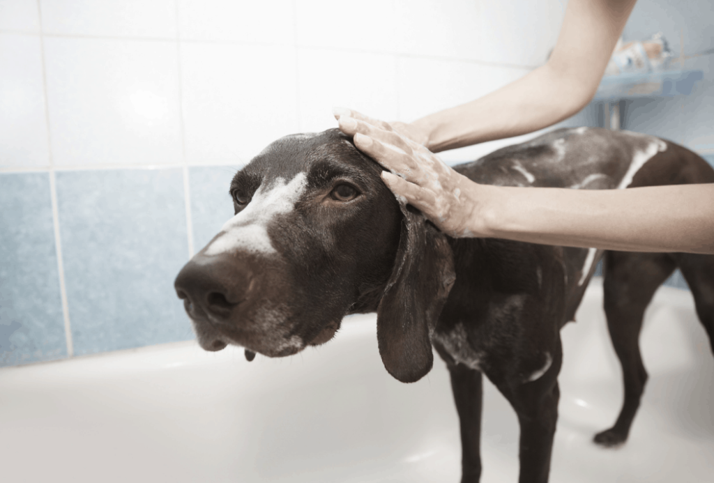 dog doesn't like baths 