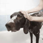 dog doesn’t like baths