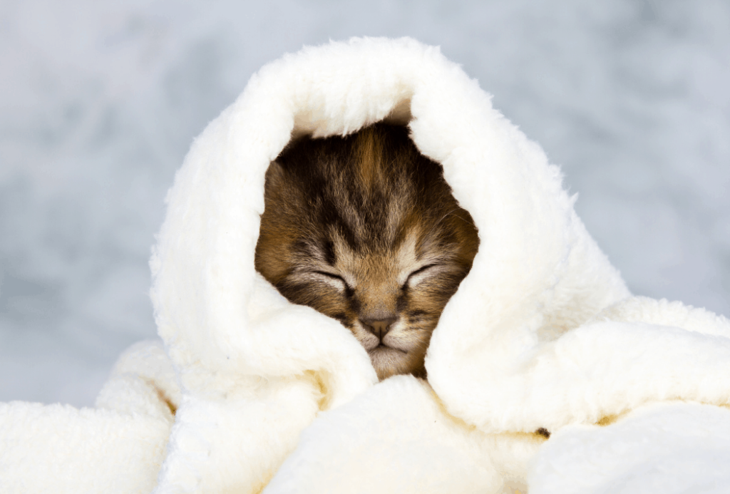 keep orphan kittens safe and warm