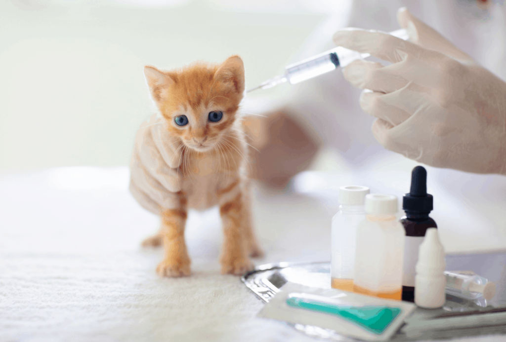 Orphan kitten vaccinations 