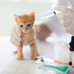 Orphan kitten vaccinations