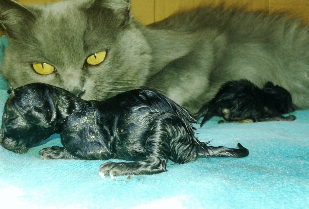 new born kittens