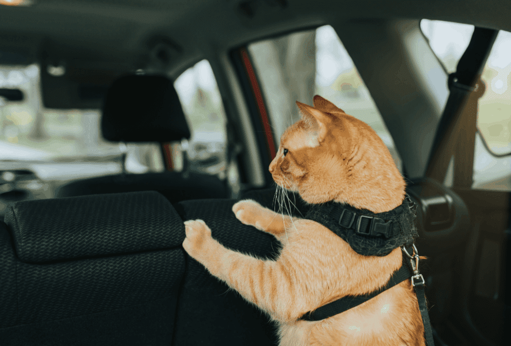 harness for road trip with cat 