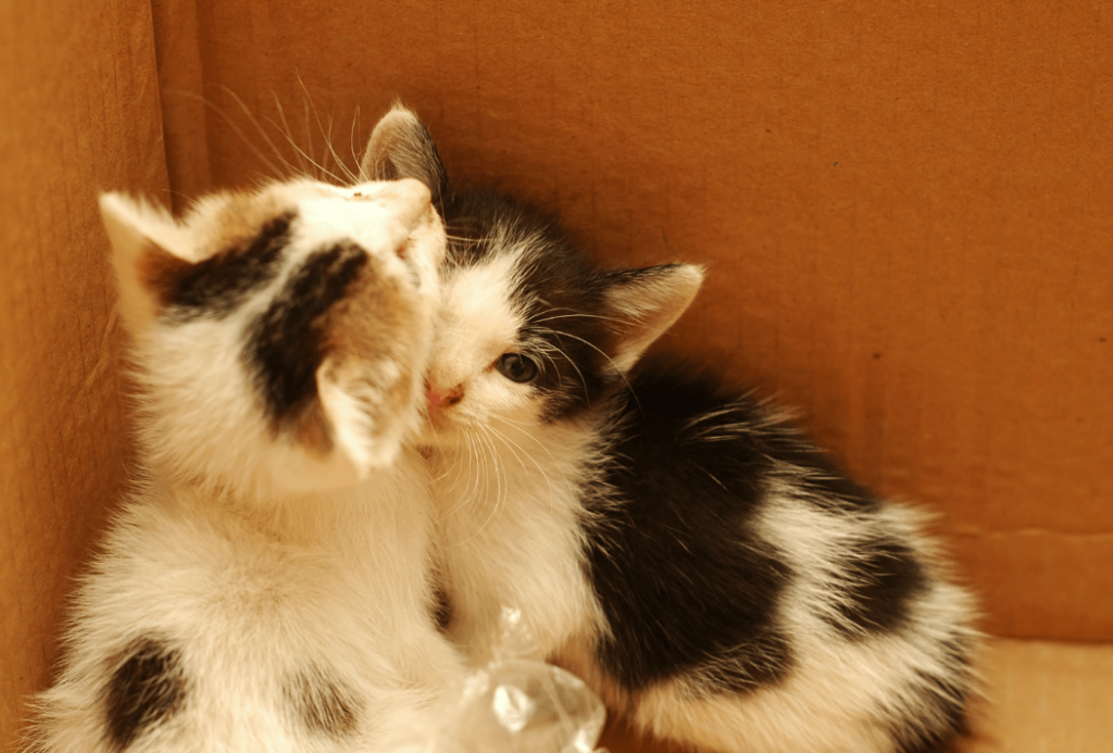 kittening box