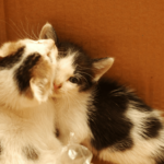 kittening box