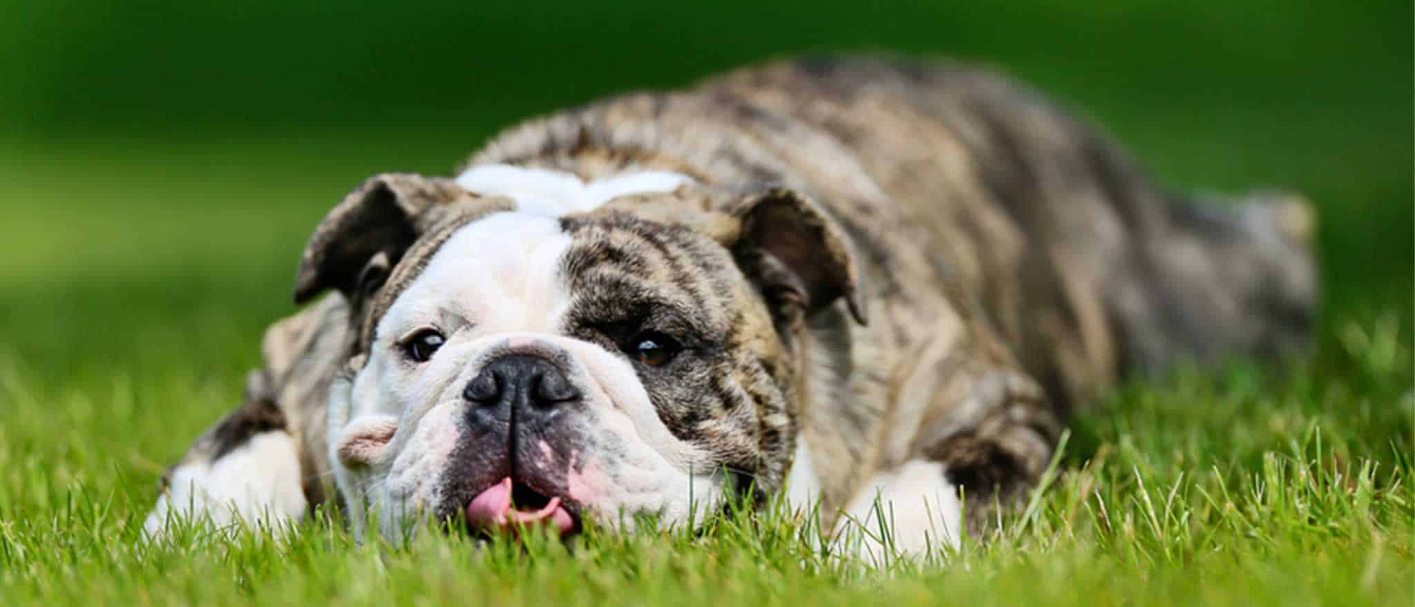 Dog lying on the grass