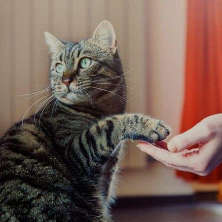 Cat shaking hands with a person
