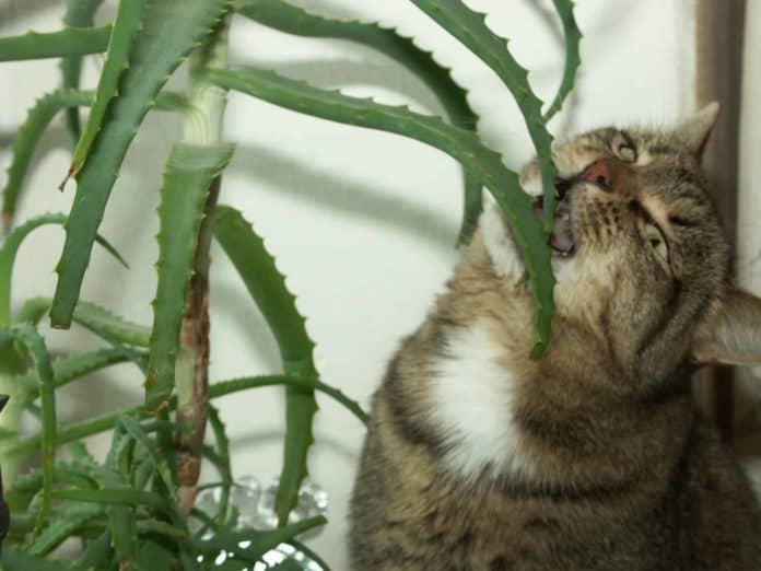 Cat eating Aloe Vera