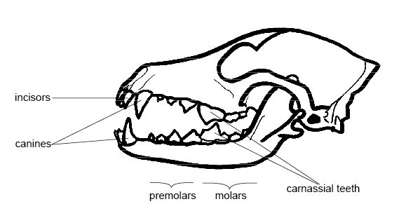 Canine Dental Chart Source: Wikipedia