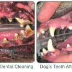 Dental-Care-Image3