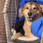Dog-in-Crate[1]