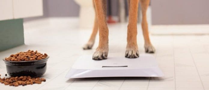 How Much Should My Dog Weigh - Dog's Q&A | VetBabble