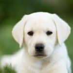 Labrador-Retriever-Puppy