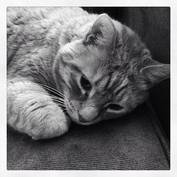Sad Cat in black and white