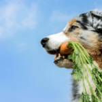 Vegetables for dogs