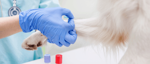 understanding your pet's bloodwork