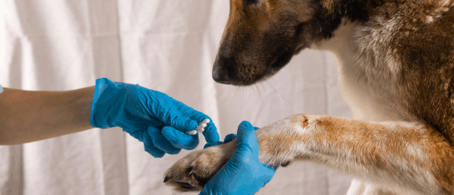 How to care for dog wounds