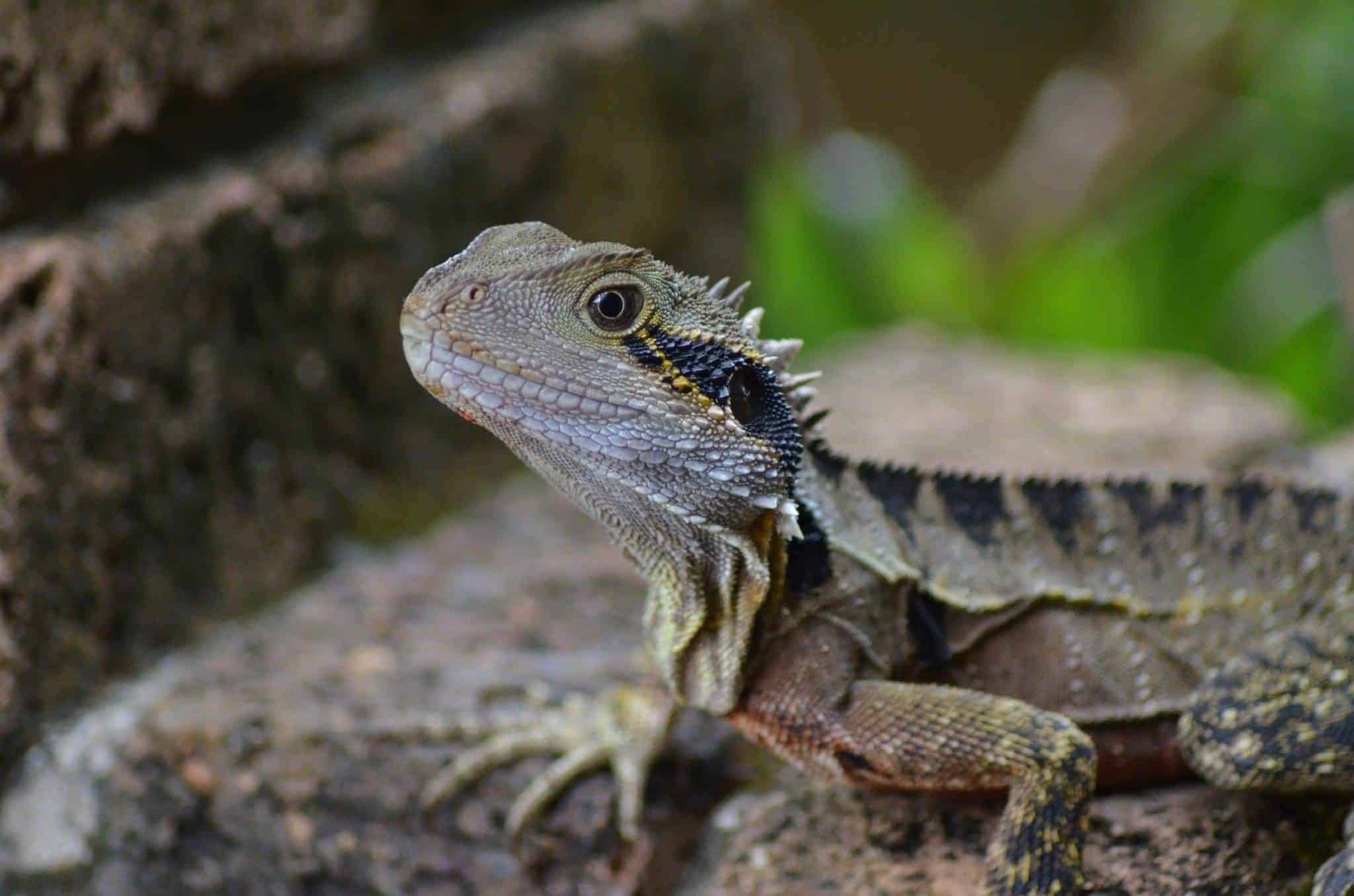 Bearded Dragon Care. Essential Guide for Beginners | VetBabble