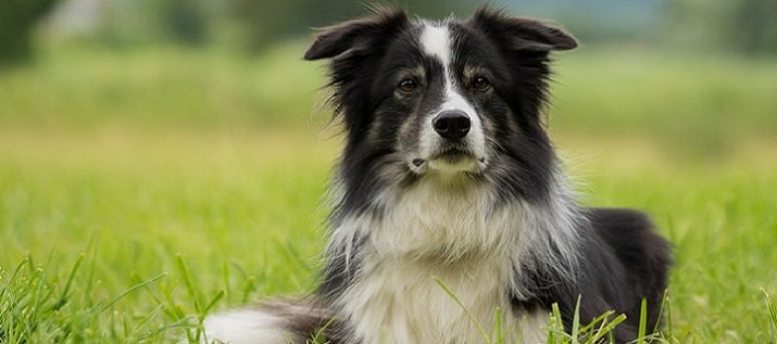 Border collie in a park