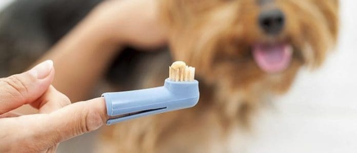 Finger toothbrush for dogs