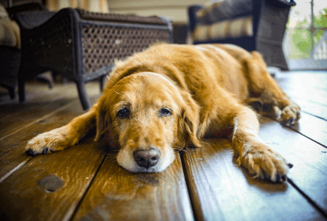 Signs of cancer in dogs