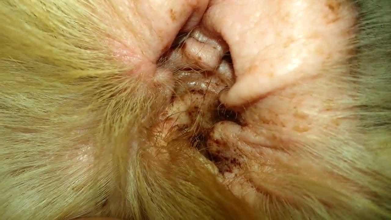 Canine Ear Infection