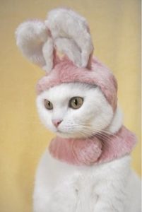 cat in bunny ears