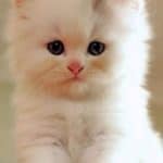cat-breed_teacup-cat-persian