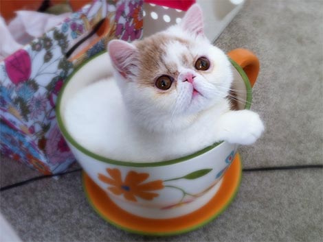 Teacup cat