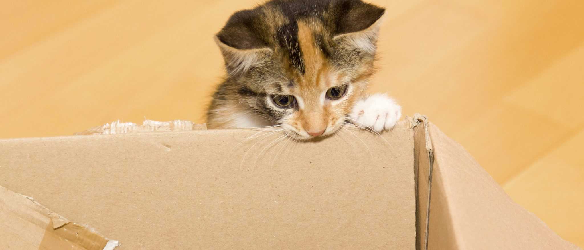 Cat looking inside a box
