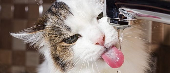 Cat drinking water from a tap