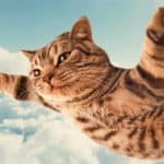 cat-flying