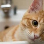 cat-in-sink[1]