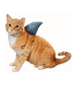 cat with shark fin