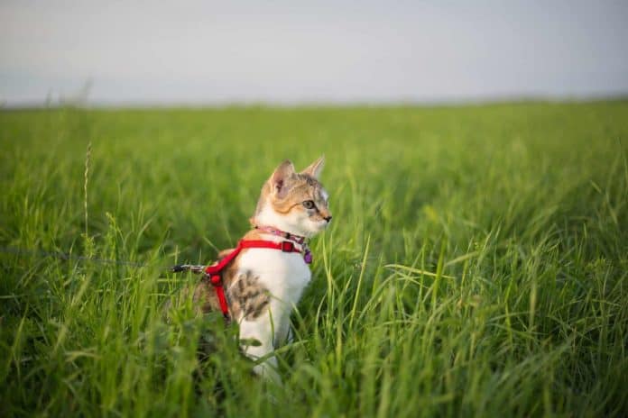 Cat in harness in grass