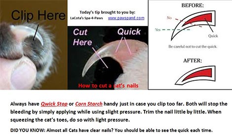 The No Fear Way To Trim Your Cat's Nails | VetBabble
