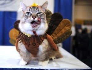cat in turkey costume