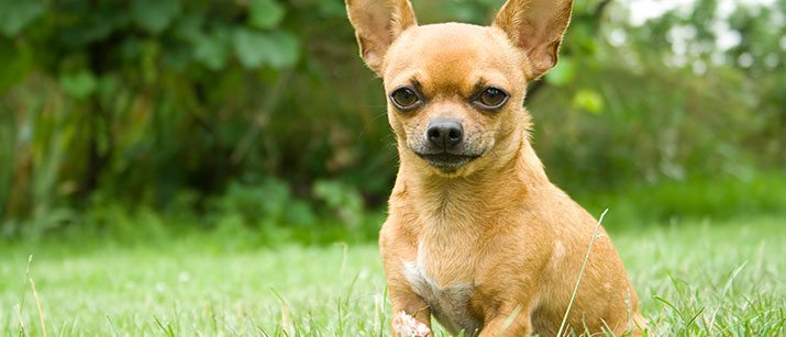 Chihuahua in a park