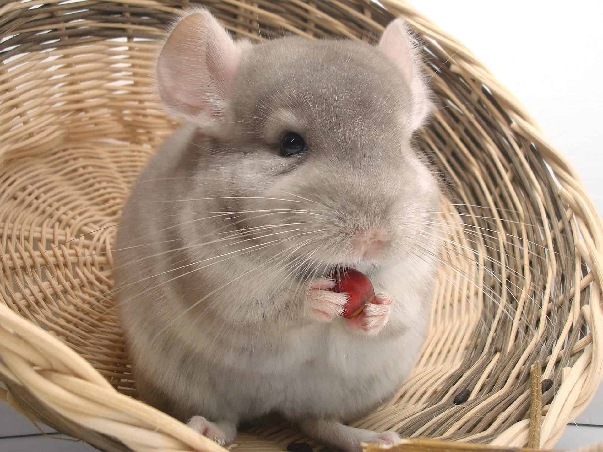 Can Chinchillas Eat Paper? Discover the Surprising Truth