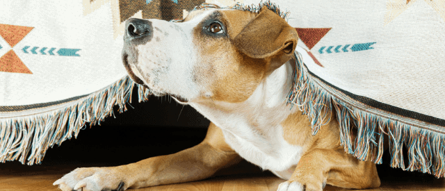 anxiety in dogs