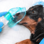 The Risk of Anesthesia in Cats and Dogs