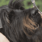 Grooming your dog at home