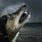 Preparing for natural disaster with your pets