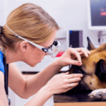 Most Common Eye Conditions in Dogs