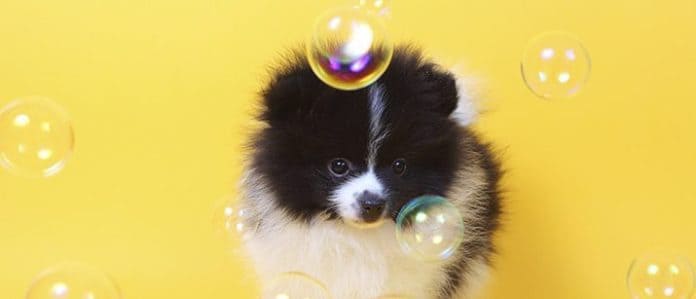 Dog with soap bubbles