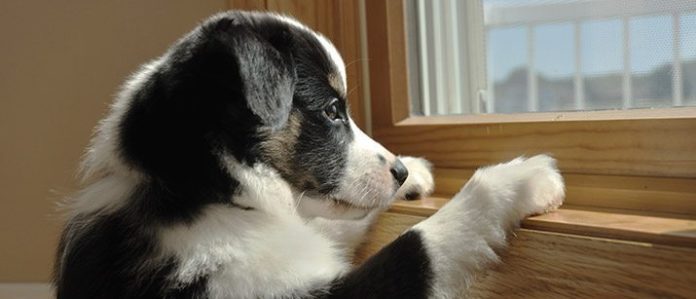 puppy by the window